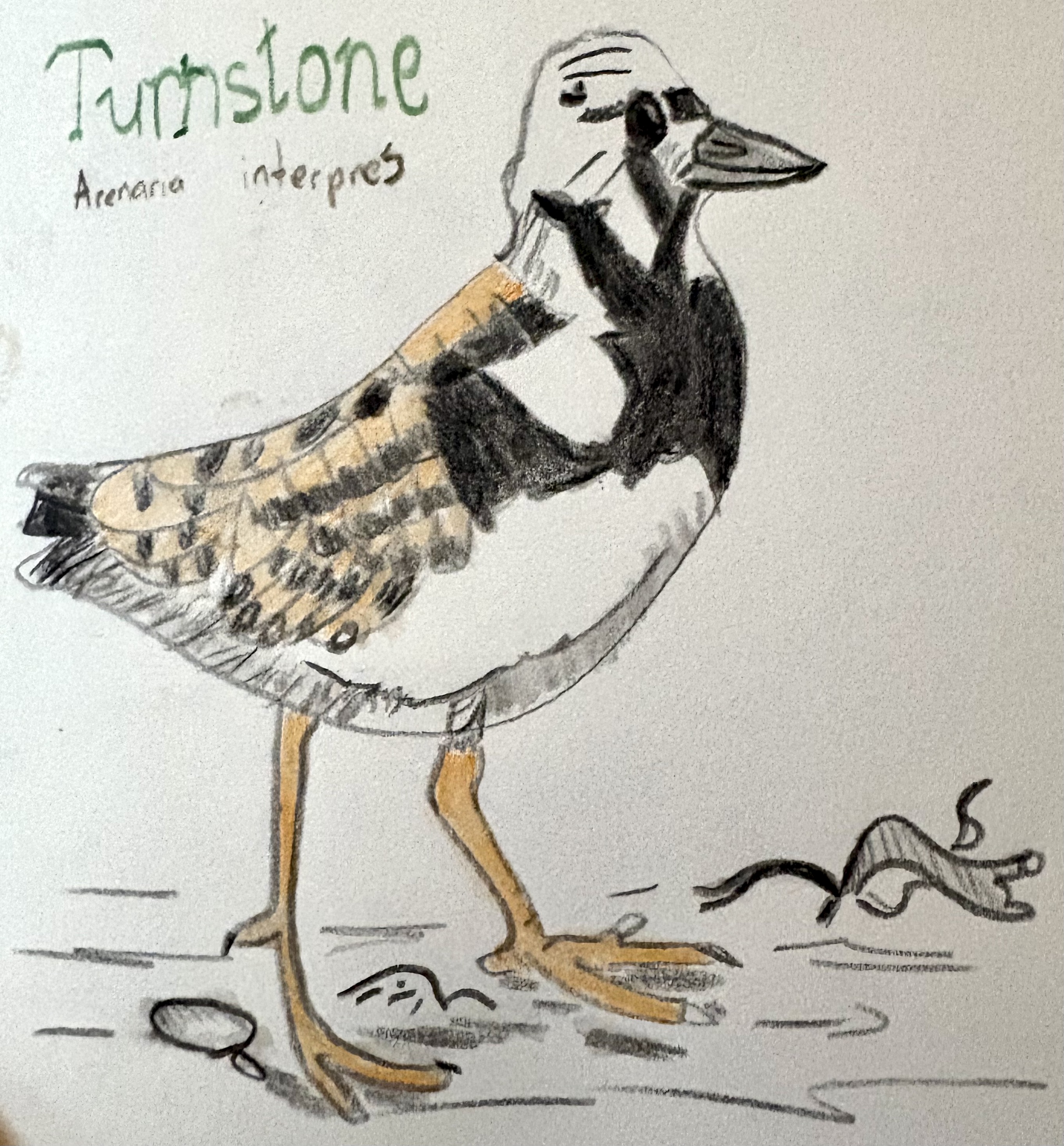 A sketch of a Turnstone, a small bird native to the United Kingdom. It has orange and black accents.